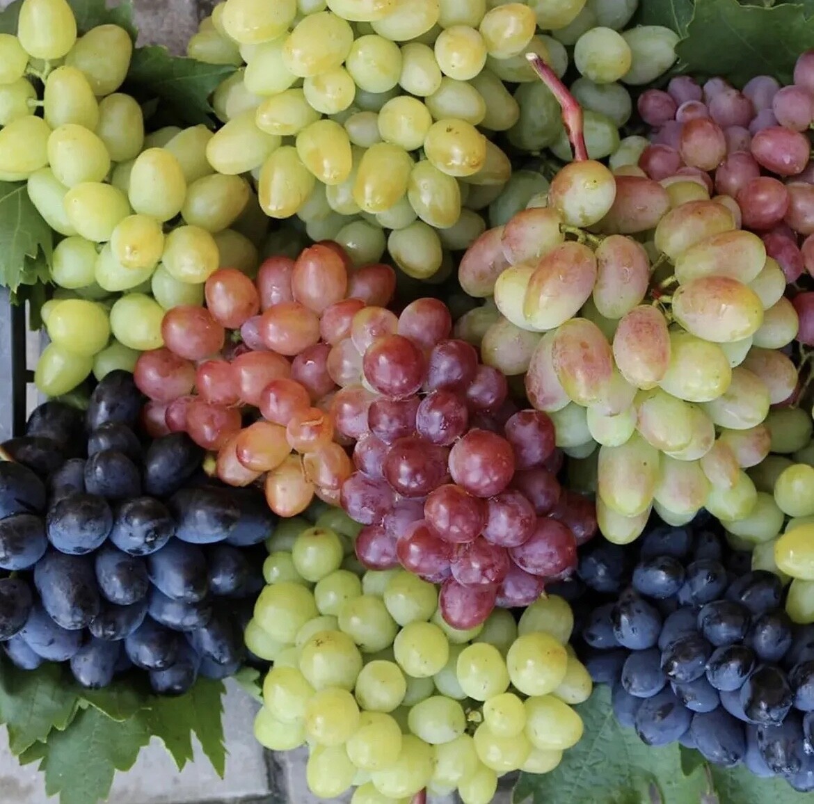 Grape Seed Mix Multicolor Dessert Wine Fruit Vine Organic NonGMO Edible Garden