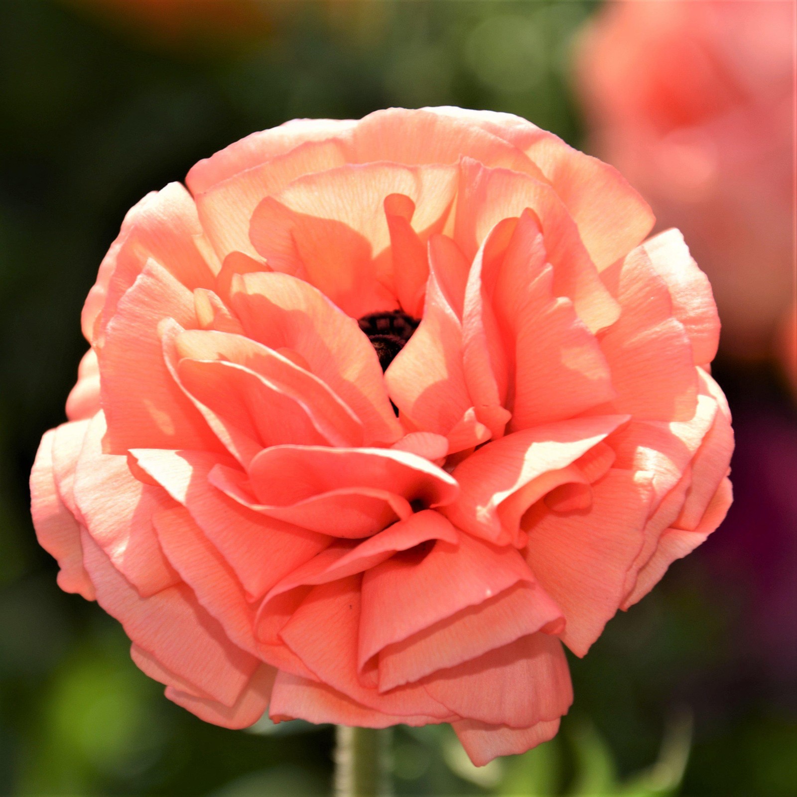 Easy to Grow Ranunculus Buttercup Rose 10 Plant Bulbs, Spring Flowers