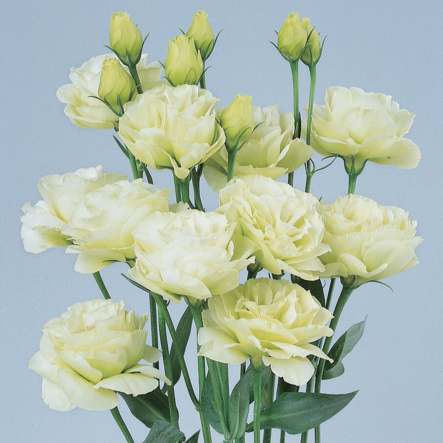 Lisianthus Seeds Rosita Green 25 Pelleted Seeds Cut Flower Seeds