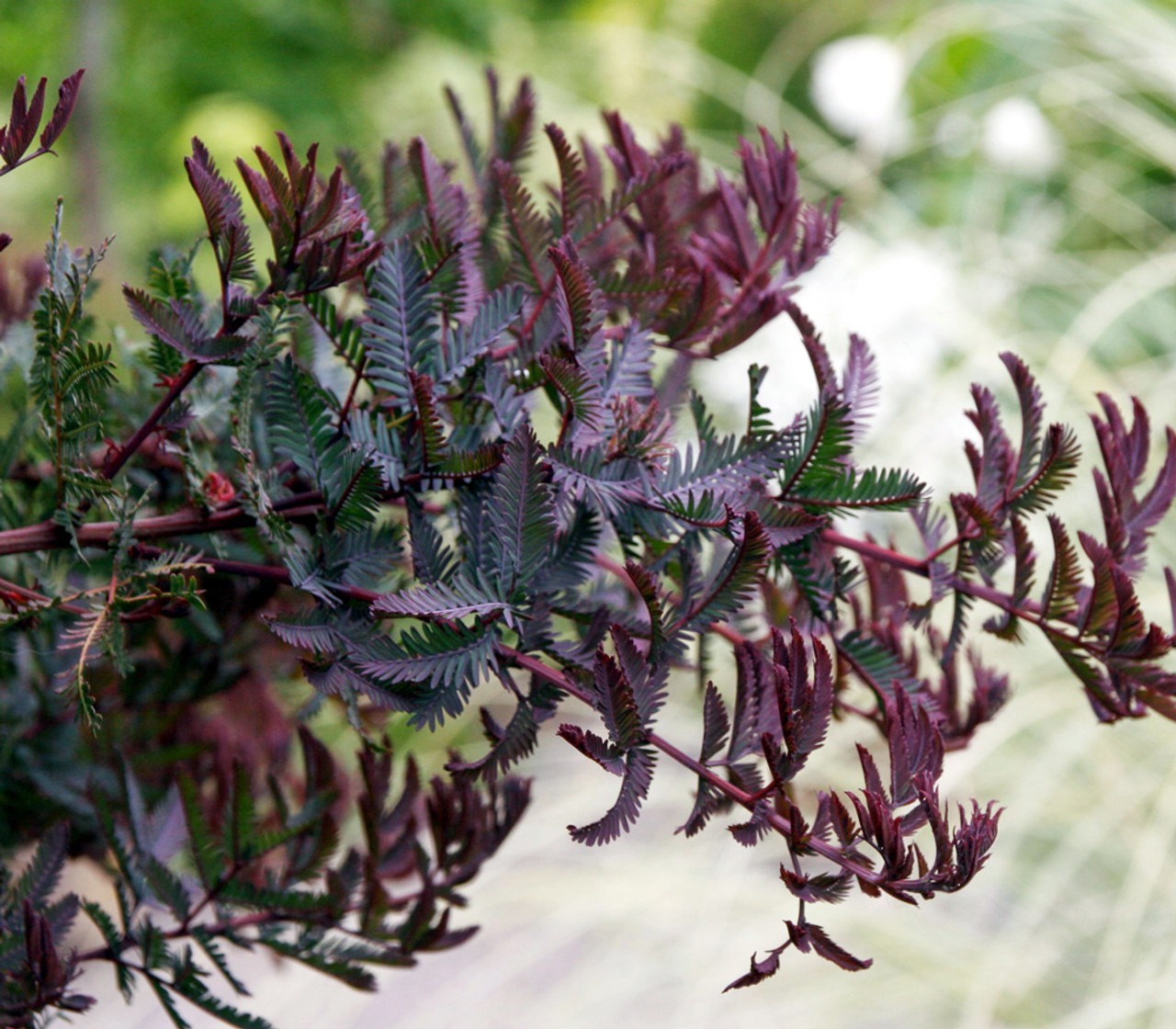 Acacia Baileyana v. Purpurea Tree Seeds “Purple Fern Leaf Mimosa” Yellow Flower