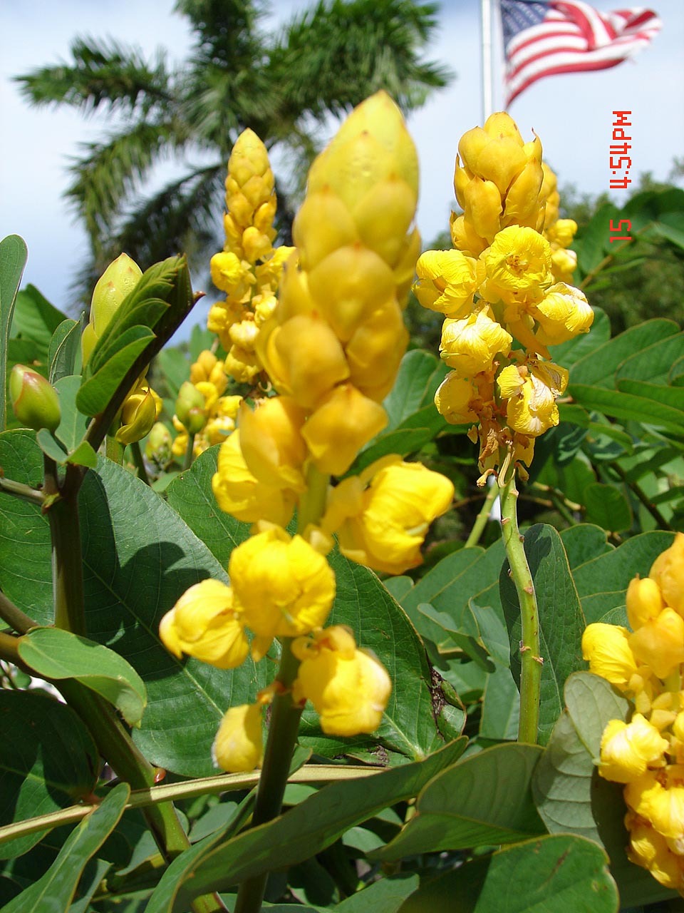 Candle Bush, (Senna alata), Cassia alata, Shrub Seeds
