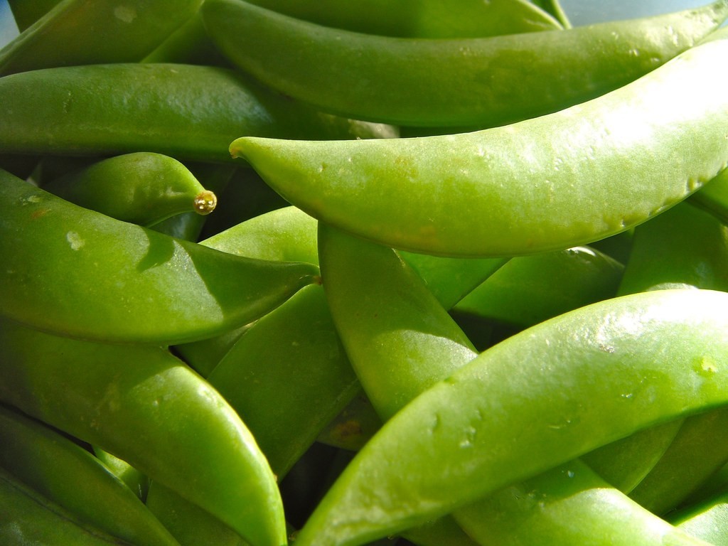 50+ PEA SEEDS – SUGAR SNAP DADDY, Heirloom |Non-GMO |COLD Season for planting