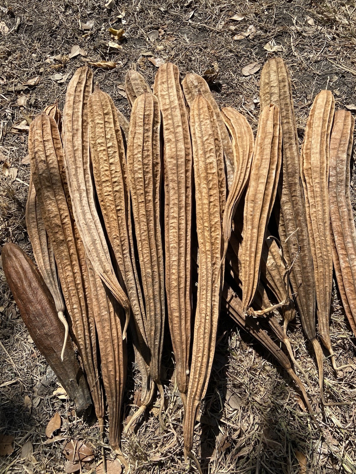 LUFFA (RIDGE GOURD) – 15 Fresh Seeds – FREE Shipping