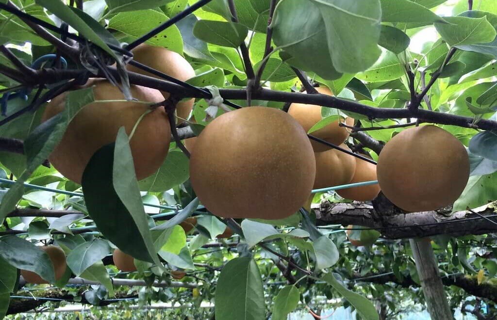 Asian Pear, Japanese Pear, Korean Pear, Pyrus Pyrifolia – 10 Seeds 2025 – USA