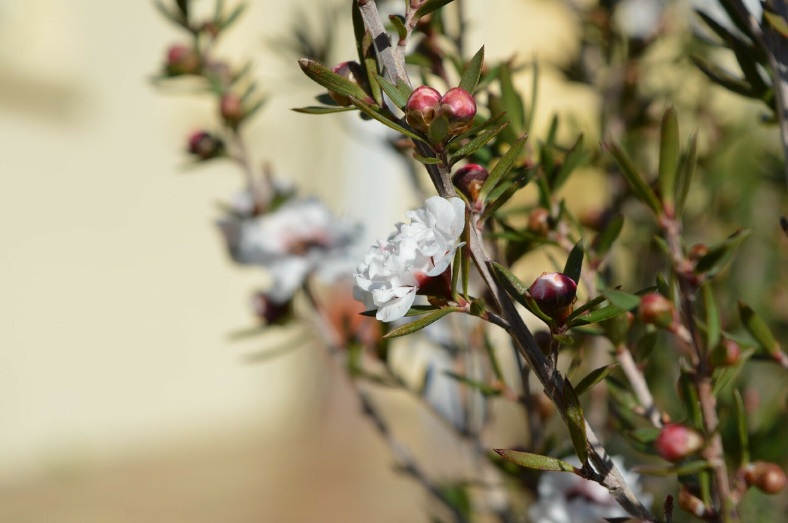 100+ Manuka Tea Tree Seeds – Medicinal Tea Bush, Honey, New Zealand, USA SELLER