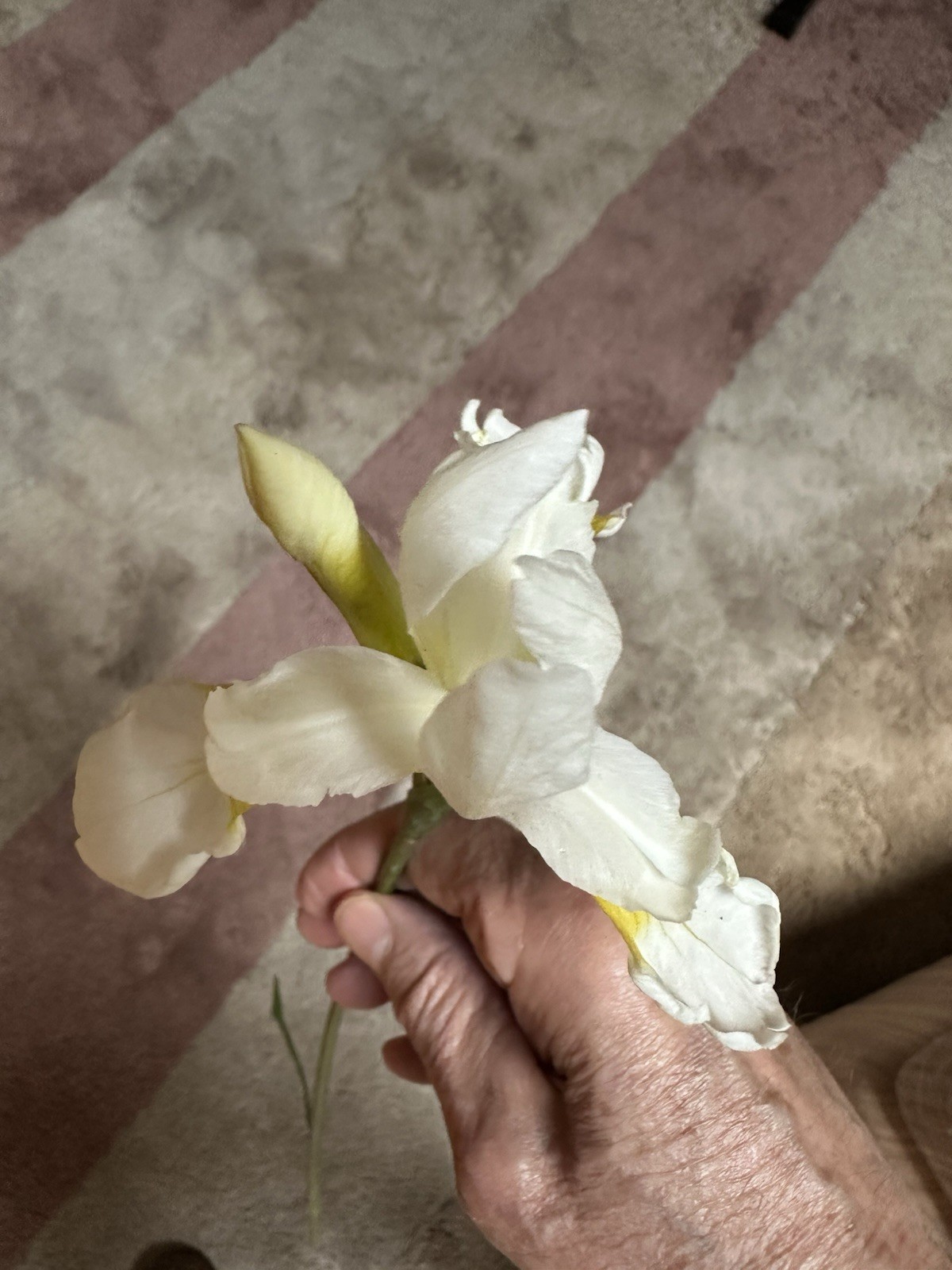 5 Siberian Iris Rhizomes White Siberian Iris Plants Bulbs Rhizomes With Foliage