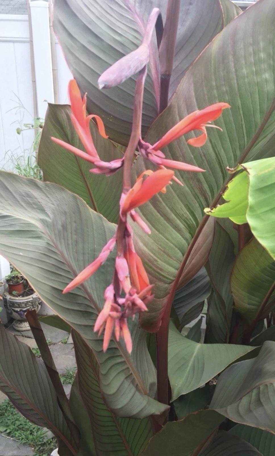 Canna Lily & Elephant Ear Bulbs Large 6 Pk Red Flowers Purple Leaves Tropical