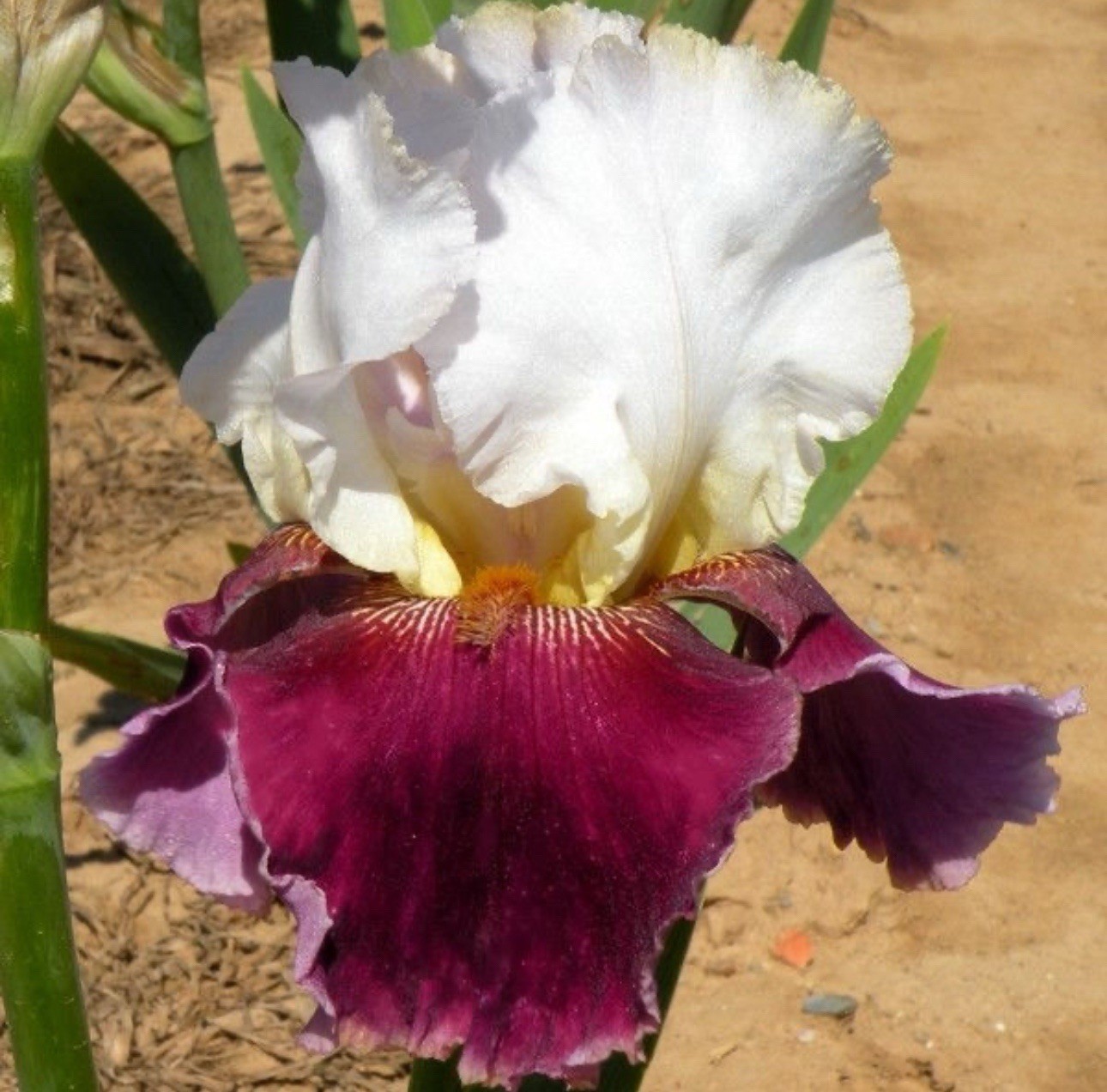 PICK YOUR BEARDED IRIS – CHOOSE FROM 60+ DIFFERENT VARIETIES! BULBS RHIZOMES