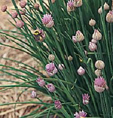 Chives Staro 1,000 seeds