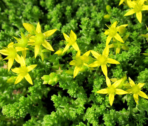 GOLD MOSS STONECROP Sedum Acre – 1,000 Bulk Seeds