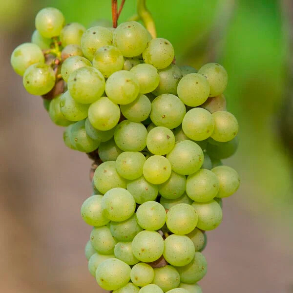 1 (One) Live Plant of “INTERLAKEN” GRAPE ROOTED, about 9-15″ Height