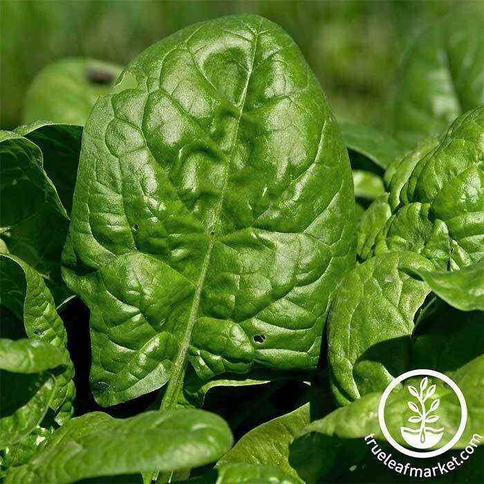 SPINACH GIANT NOBLE SEEDS – Non GMO – HEIRLOOM – 1.5 grams