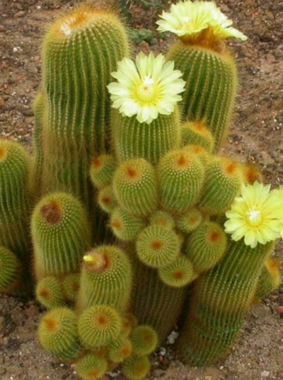 Eriocactus Leninghausii aka Golden Torch Cactus 5 Seeds Free Shipping!