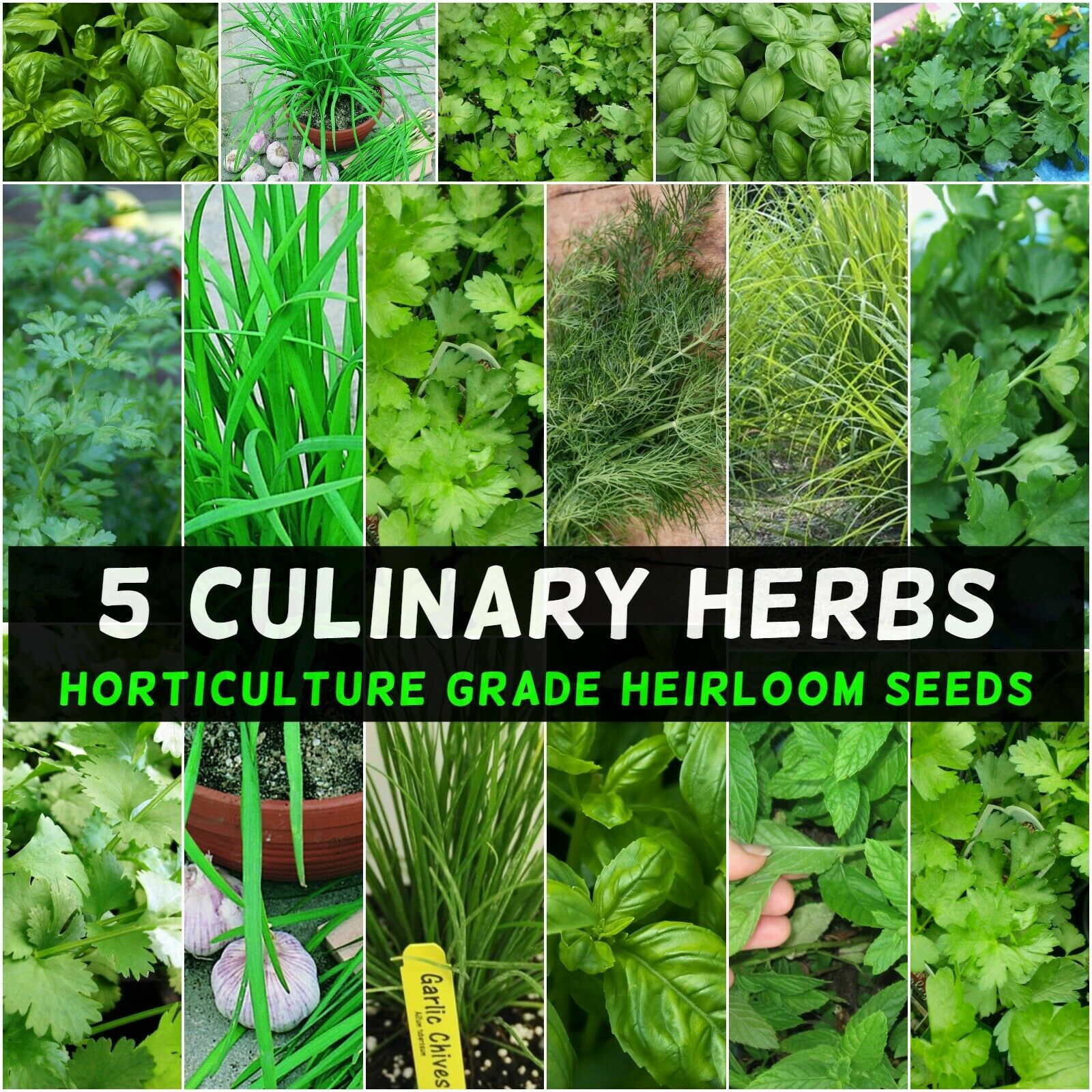 ESSENTIAL KITCHEN SURVIVAL! 5 CULINARY herb varieties great taste NON-GMO SEEDS