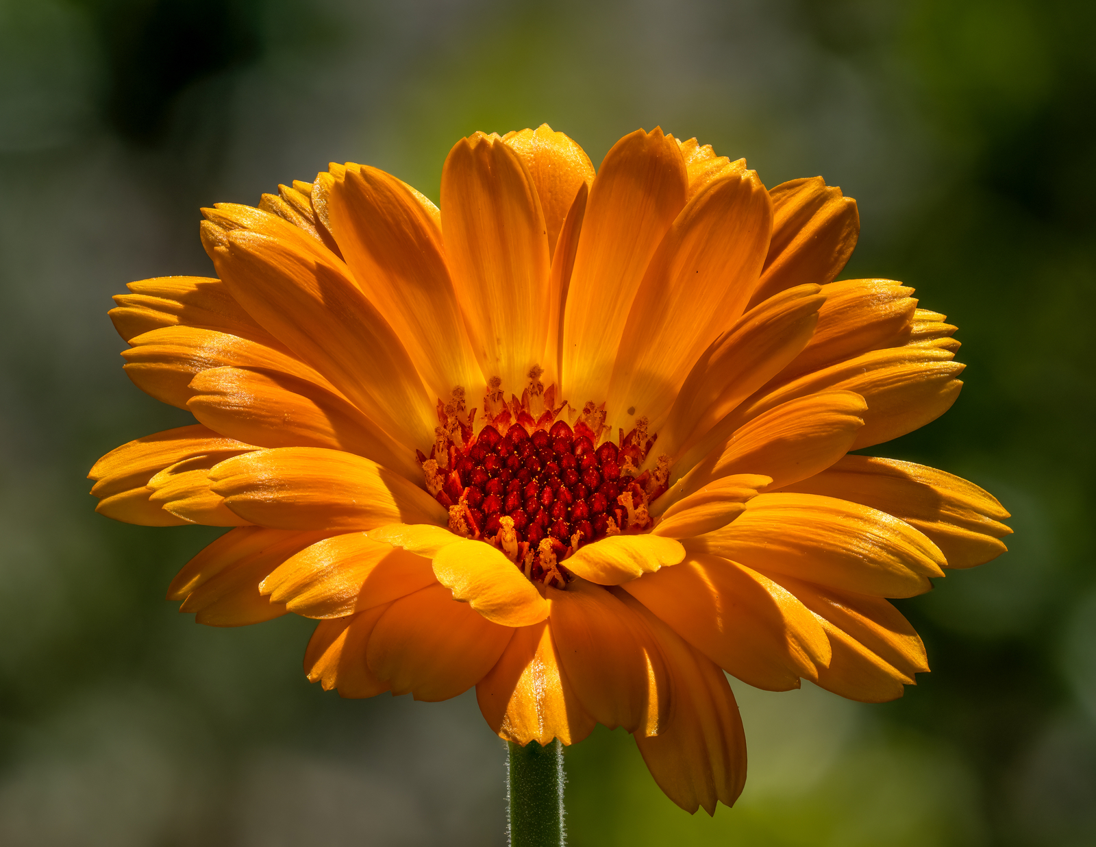 5,000 CALENDULA OFFICINALIS Seeds (Pot Marigold) | NON-GMO | Free shipping