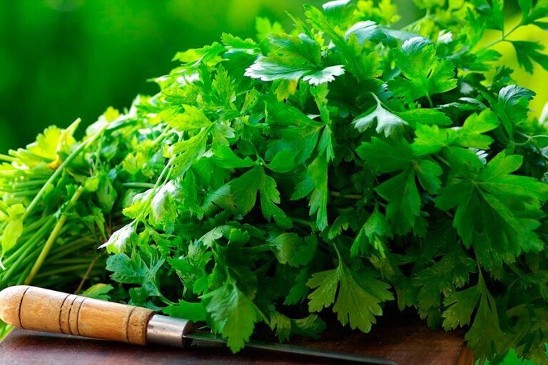 Leisure Splits Cilantro Seeds | Organic | NON-GMO | Heirloom | Best Seller
