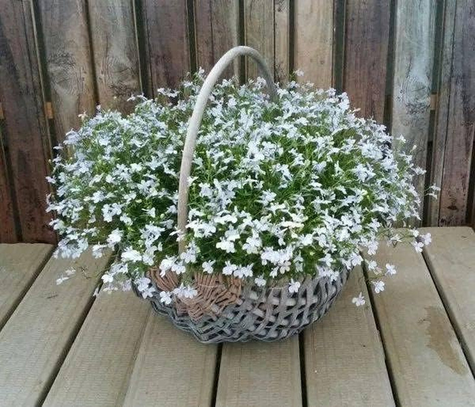 1000+ Mix Creeping Thyme for Planting, Thymus Serpyllum Heirloom, Ground Cover