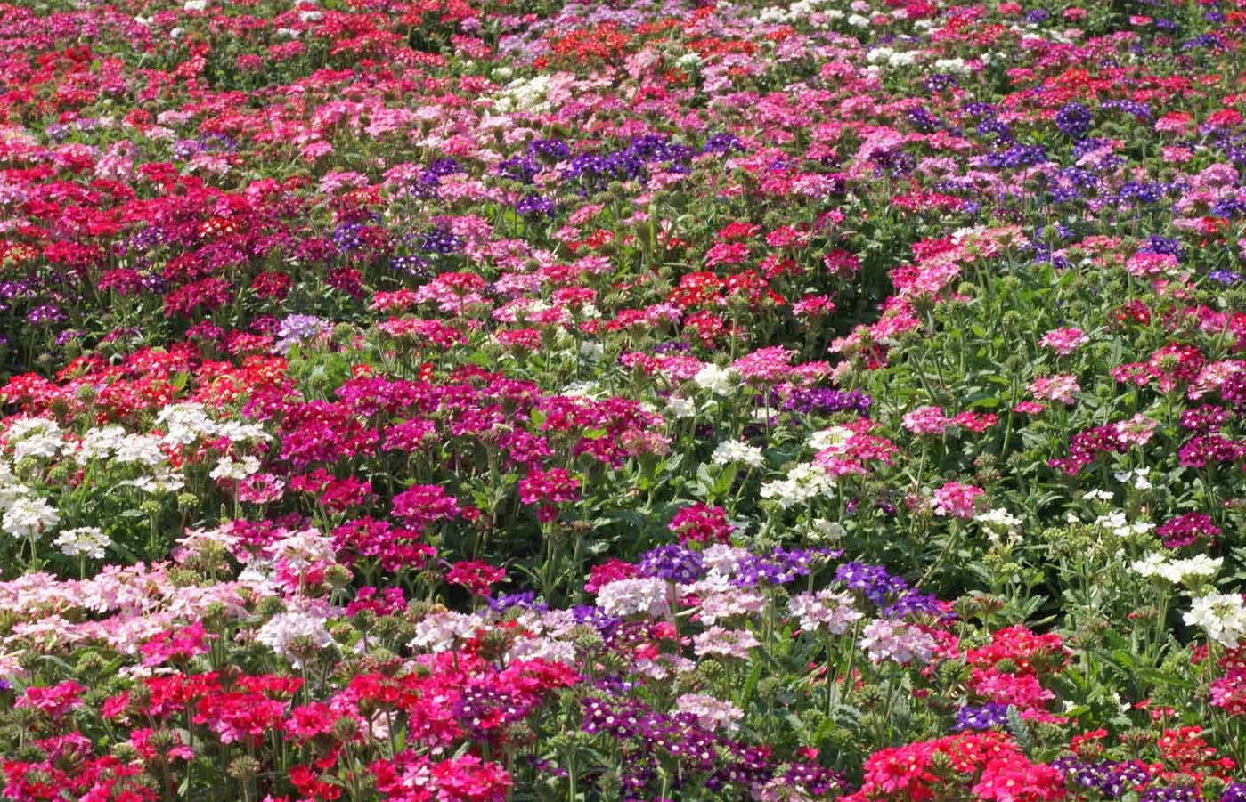 1oz Verbena ‘Ideal Florist Mix Flower Seeds Verbena Hybrida (Aprox 14,000 Seeds)