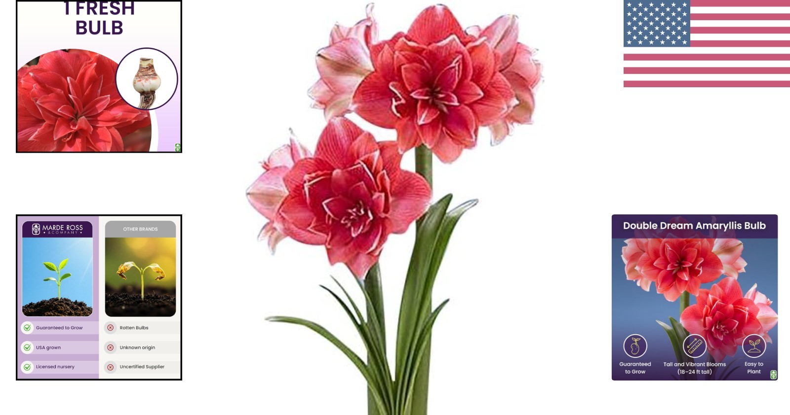 GMO-Free Double Pink Amaryllis Bulb – Pet Friendly, Perfect for Winter Blooms