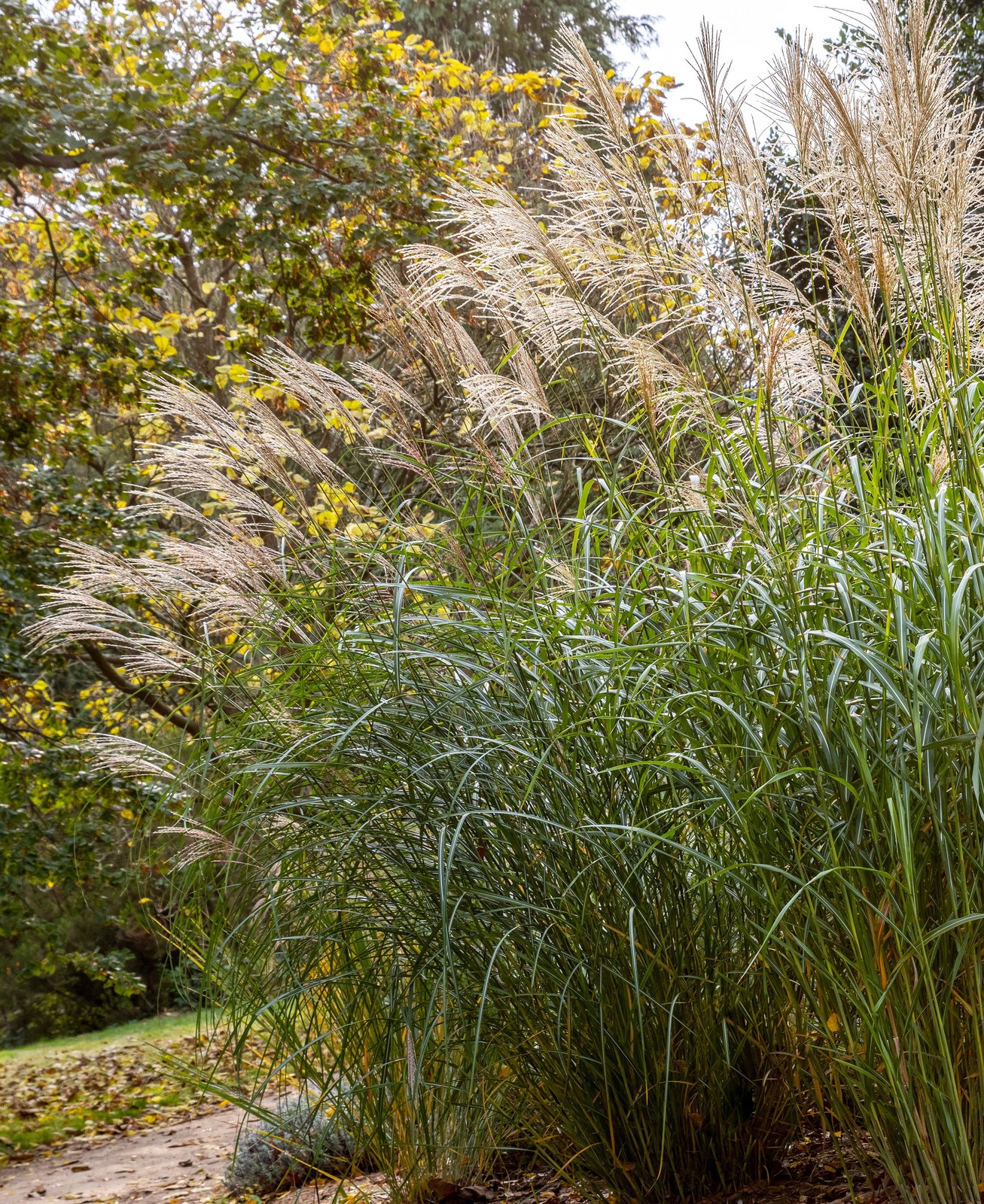 Silberfeder Silver Feather Grass – 3 bareroot plants
