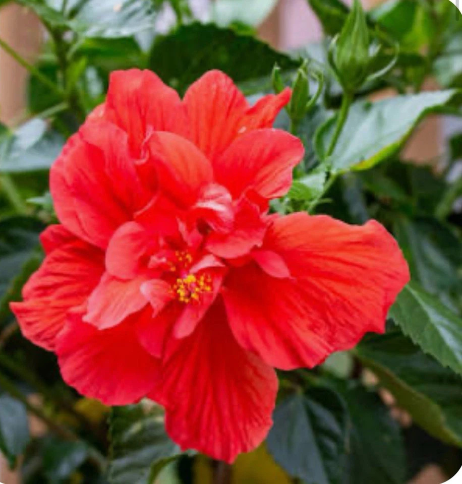 Red Dragon Hibiscus-SMALL ROOTED STARTER Plant-Hibiscus Rosa-sinensis