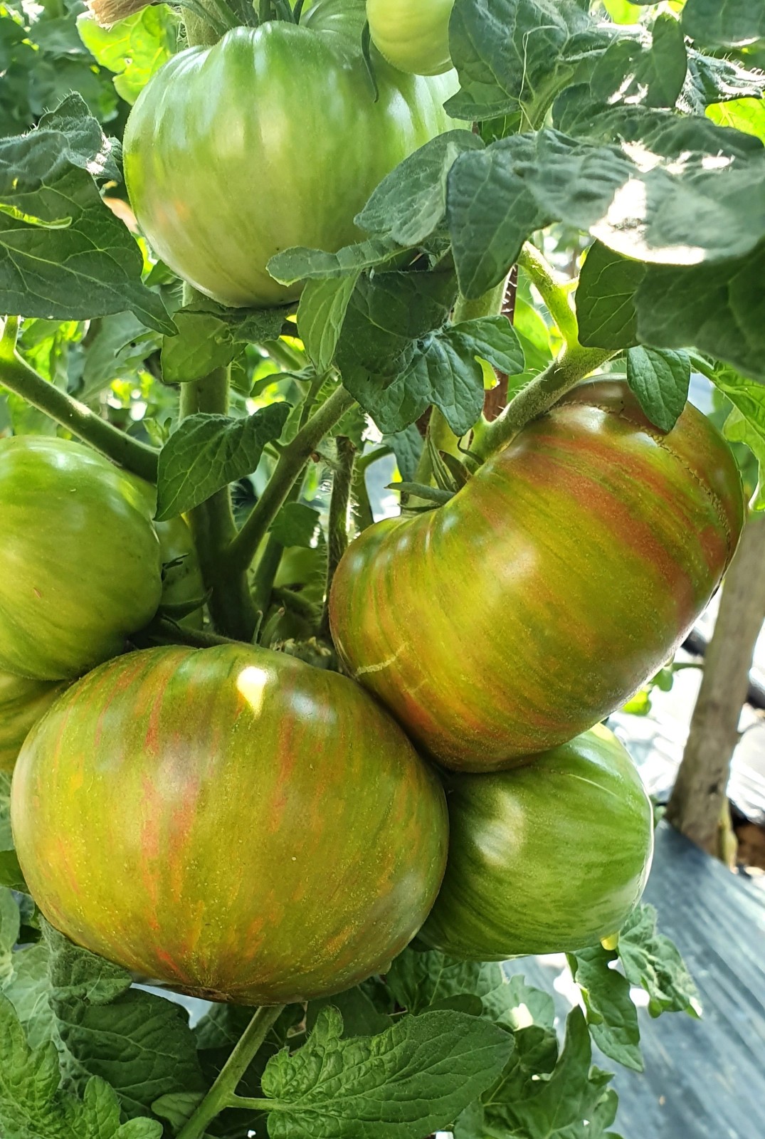 10 seeds Dwarf Peppermint Stripes Tomato ORGANIC Rare DTP