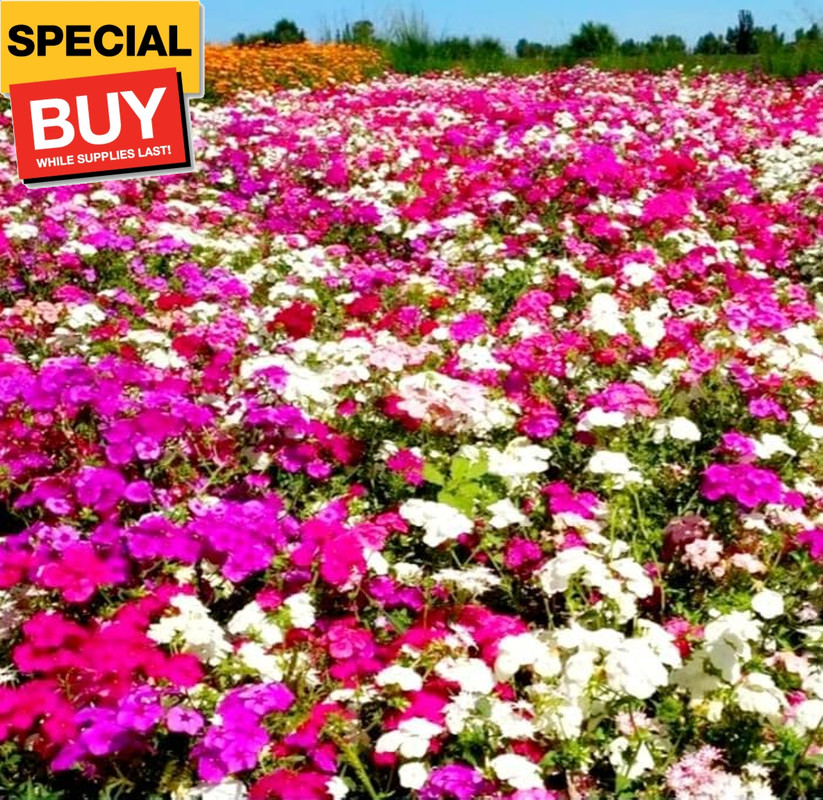 1200 Periwinkle Seeds Madagascar Mix Perennial Flowers – Catharanthus roseus Vin