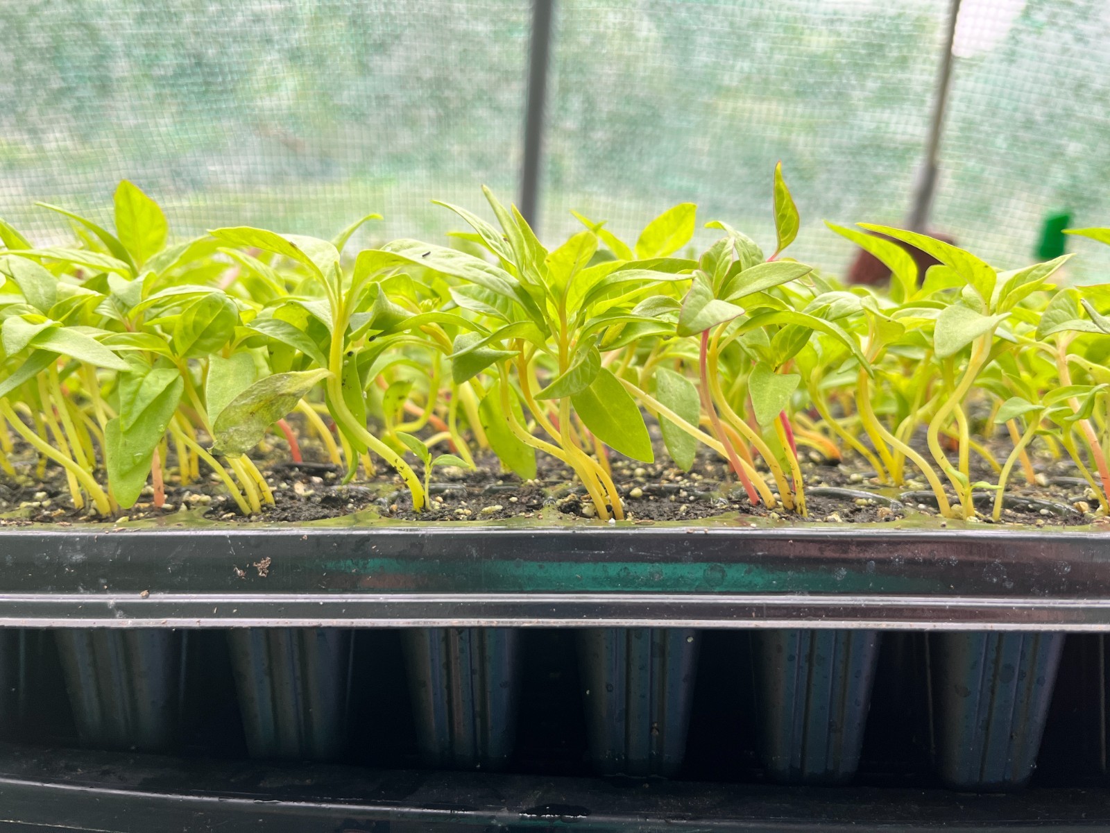 Celosia ‘Supercrest Mix’ Live Plant – Well-rooted Plug Ready to Grow