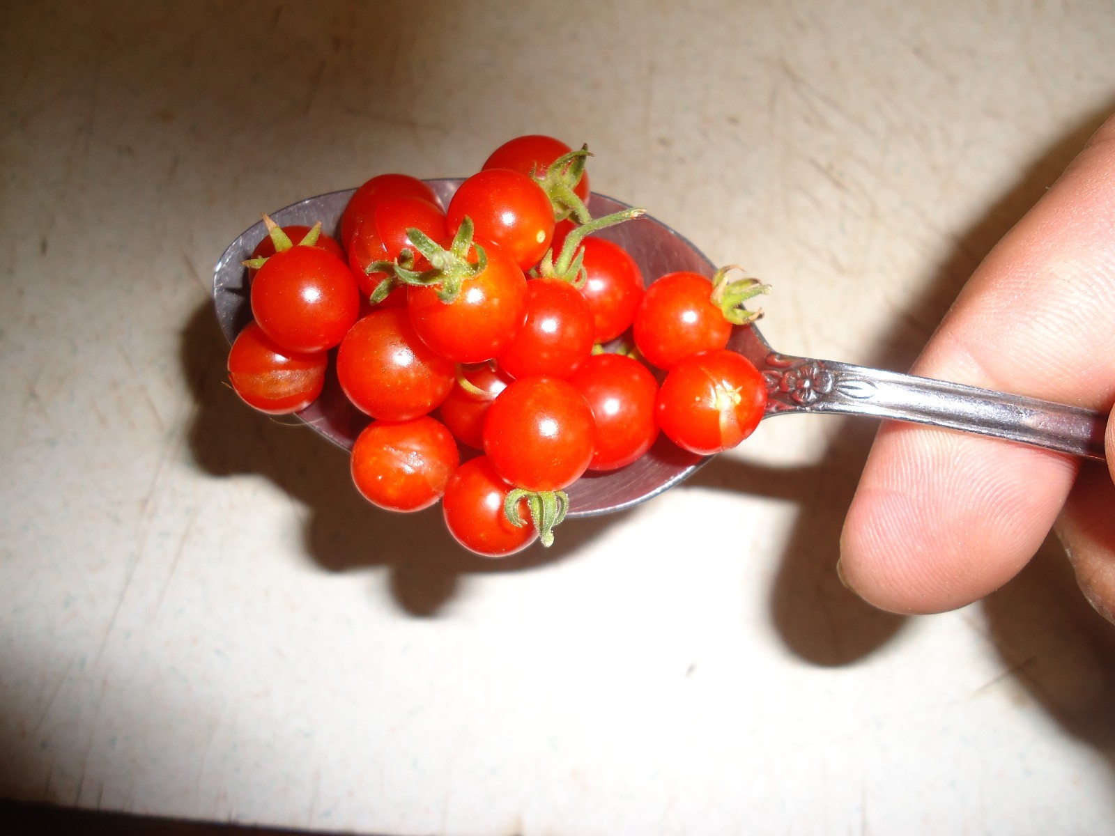 Spoon (Mexico Midget) Tomato seeds ORGANIC *HEIRLOOM* Seeds of Life Pack of10