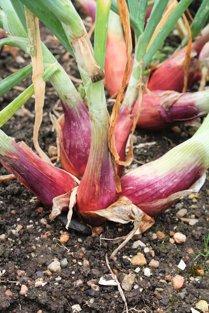 Monique French Shallot Sets (Bulbs) | Semi Long Onion Seed 2025 Fast Shipping