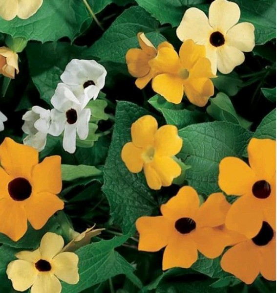 Thunbergia Alata – Black Eyed Susan Vine – 15 Seeds Yellow, Orange & White 🌱