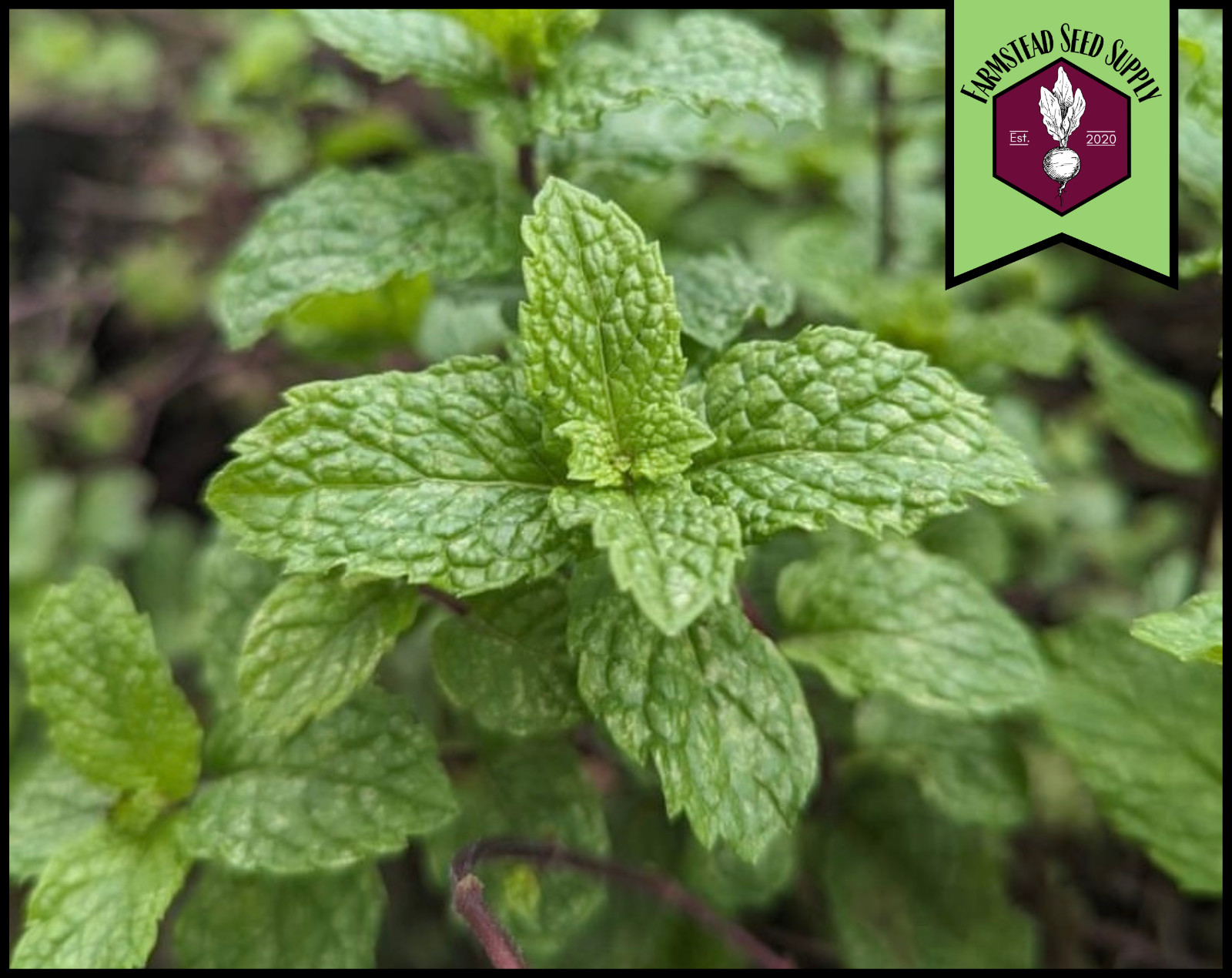 3,000+ Spearmint Seeds | Perennial Container Herb Gardening Seed, Mentha spicata