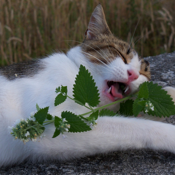 Catnip Seeds | Heirloom – Non-GMO | Free Shipping | Herb Seeds | Seed Store 1164