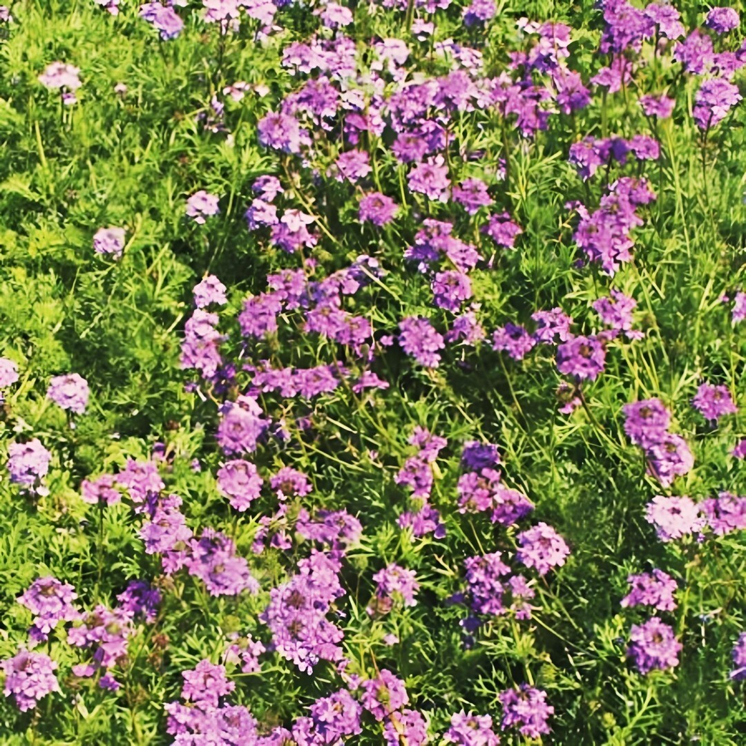 1000+ Verbena PURPLE MOSS seeds | Ground cover | Perennial | Dwarf | Non-GMO