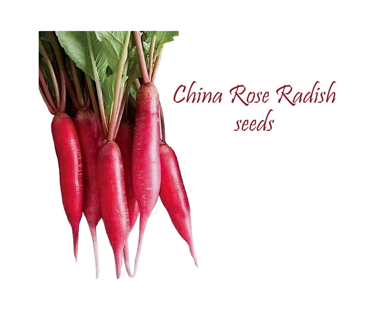 China Rose Radish 500 Seeds. Heirloom. Frost hardy. All Season Year Round Garden
