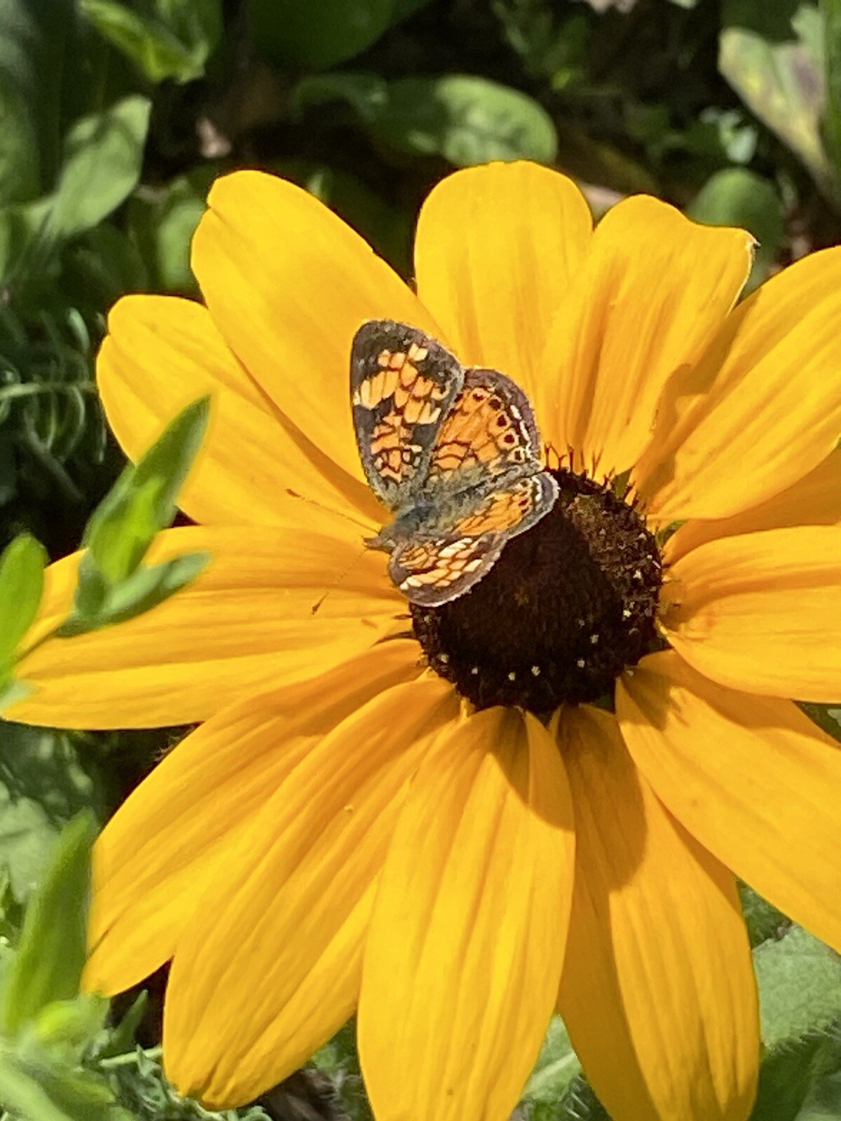 100+ Black Eyed Susan Seeds Native Wildflower Attracts Pollinators Bees