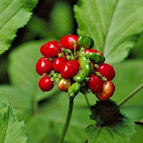 Premium American Ginseng Seeds – Stratified Woodland Botanical – Harvested 2025