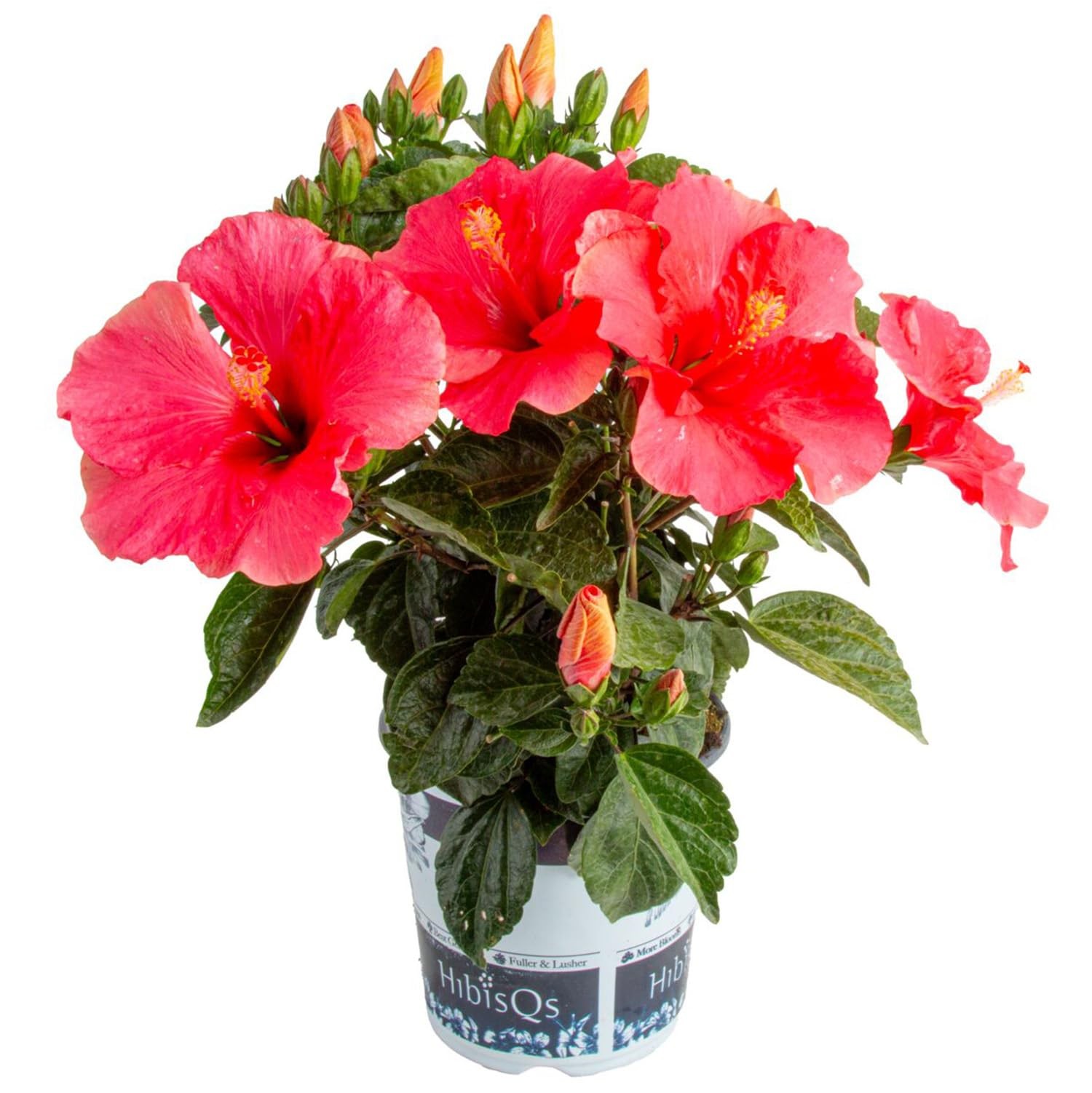 Live Pink Hibiscus Plant – Tropical Outdoor Flowering Shrub, 16-Inches Tall -…