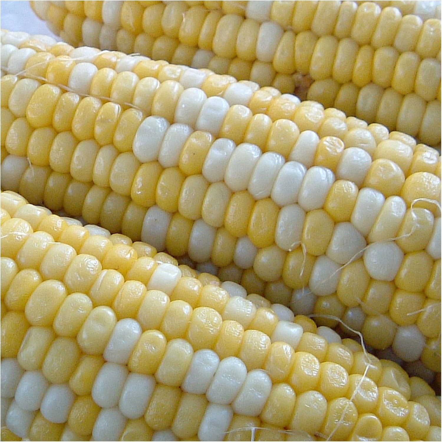Seed Needs Peaches and Cream Sweet Corn Seeds | 230+ Non Golden,Yellow