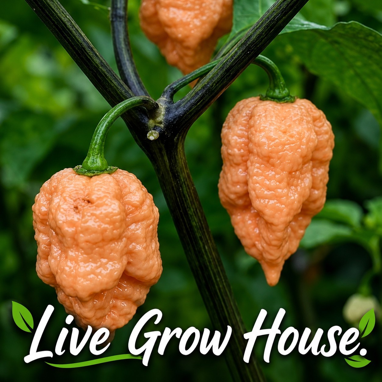 🌶️ Jay’s Peach Ghost Scorpion Pepper Seeds (10) | OPEN POLLINATED | Superhot