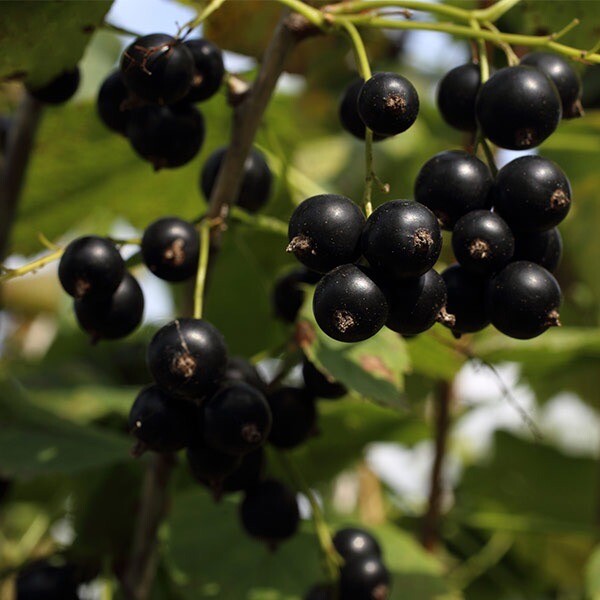 Swedish Black Currant Rooted , 1 rooted plant 8-12″ tall, 1 year old