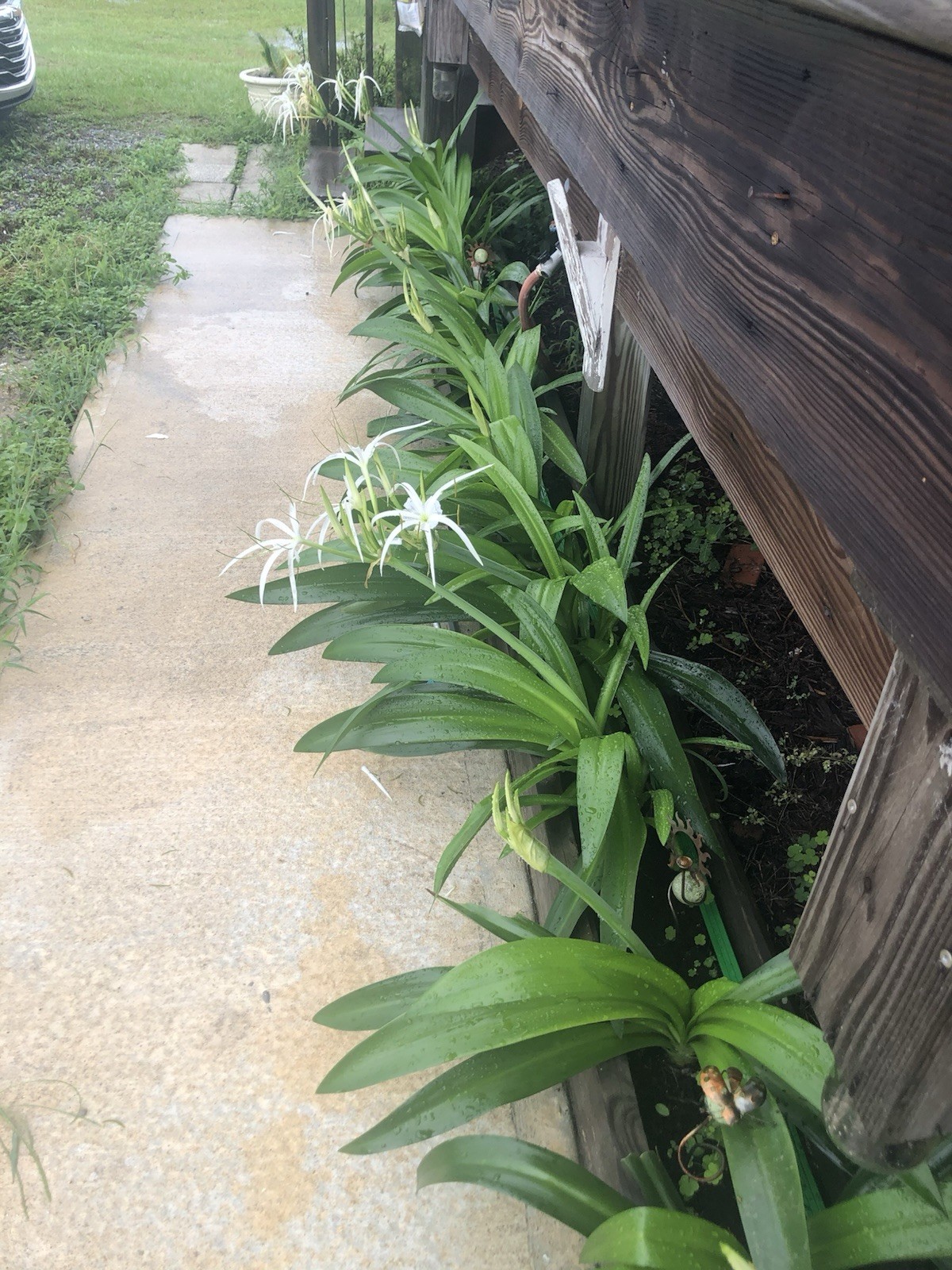 Heritage White Spider Lily (2) Each