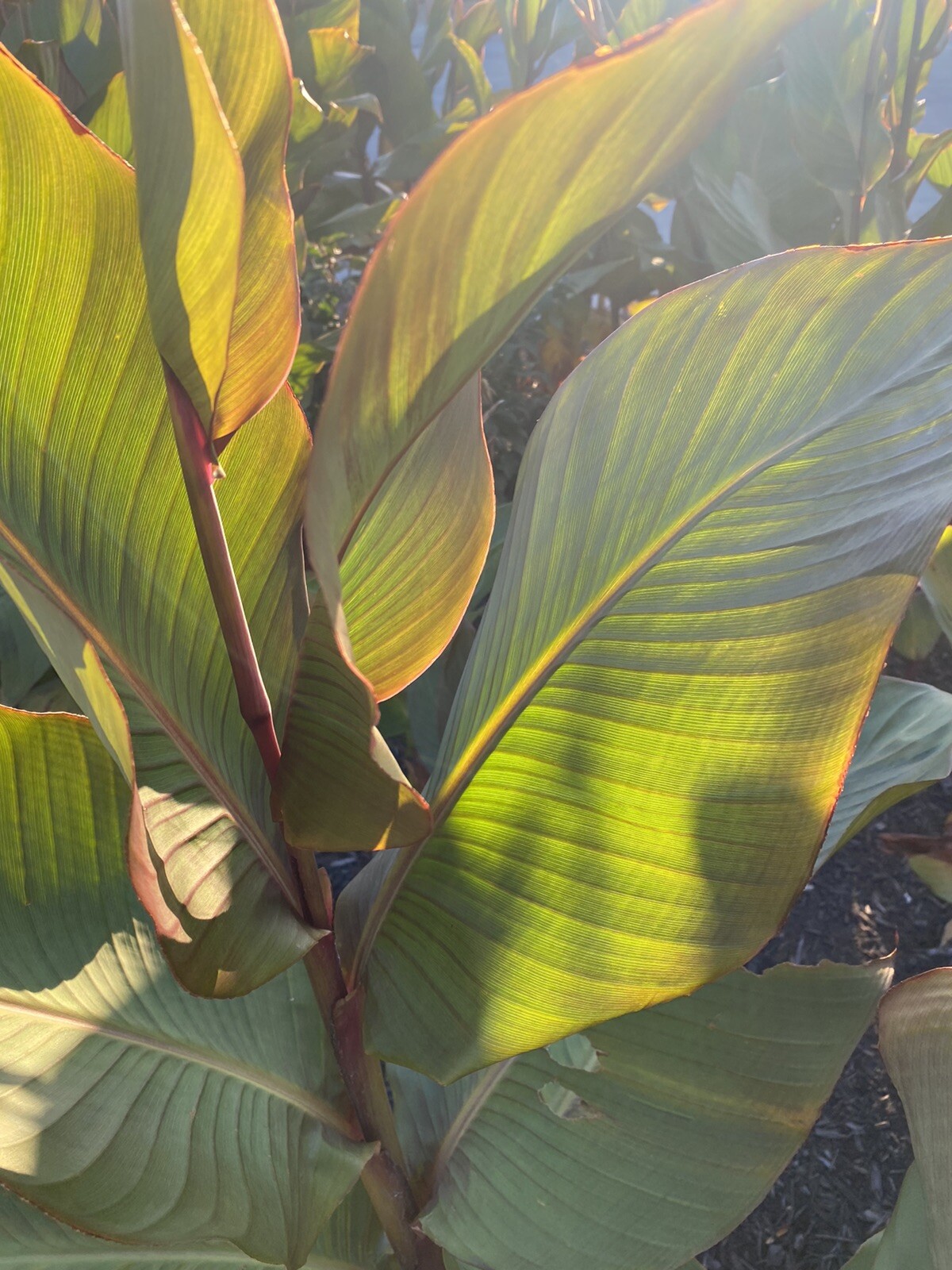 Canna Bulbs Pink Flowers Tall Plants Lot Of (3) Bronze Leaf Lily Rhizomes 2023