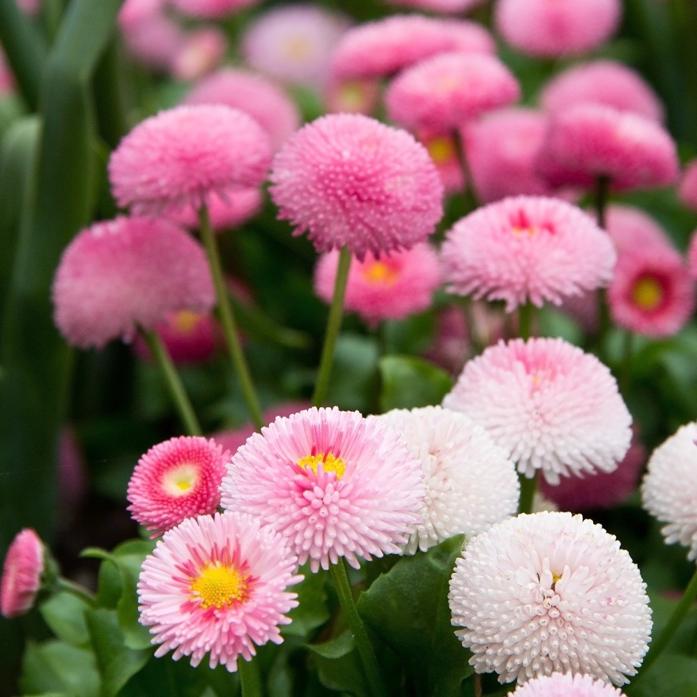 400+ENGLISH DAISY MIX Flower Seeds European Wildflower Early Blooms Groundcover