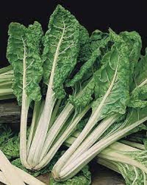 Premium Green Lucullus Swiss Chard – Fresh Organic Heirloom Seeds – Delicious !