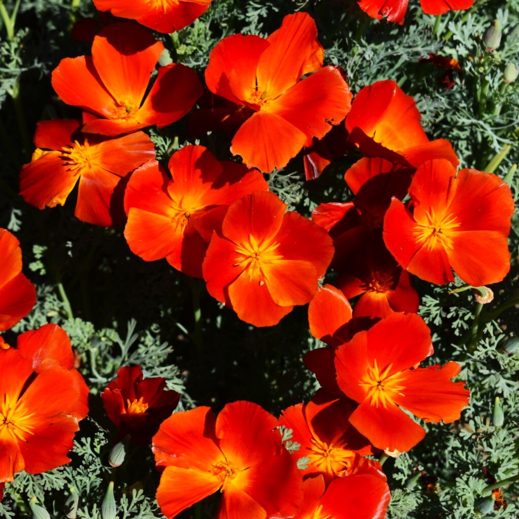 Red Chief California Poppy Seeds – For 2025 Planting Scarlet Flanders Poppies