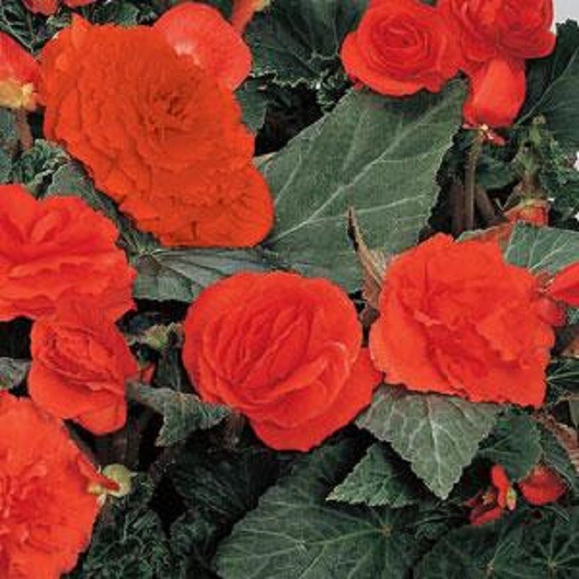 Begonia Seeds Fortune Orange Shades 15 Pelleted Seeds