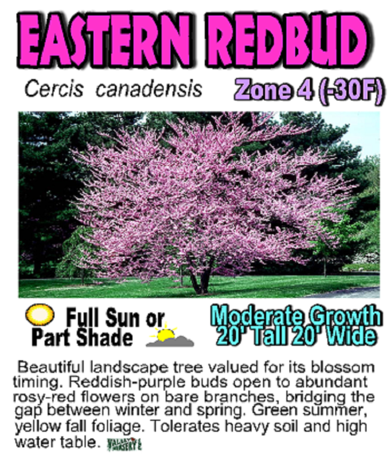 Eastern Redbud tree (Cercis canadensis) 1 year old plant 6-10 inches tall