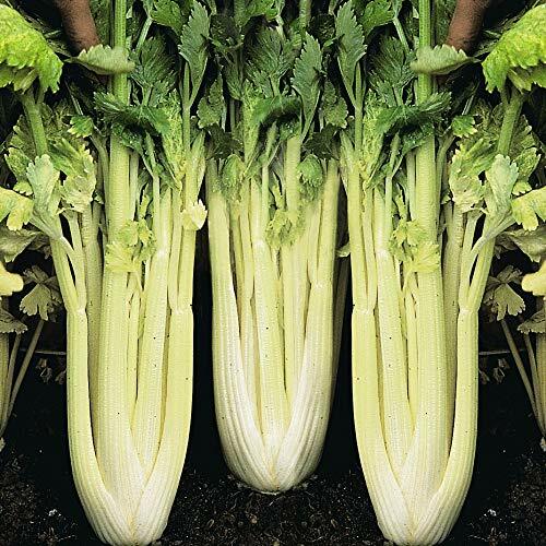 Golden Pascal Celery Seeds | Heirloom / Non-GMO | Free Shipping | 1150