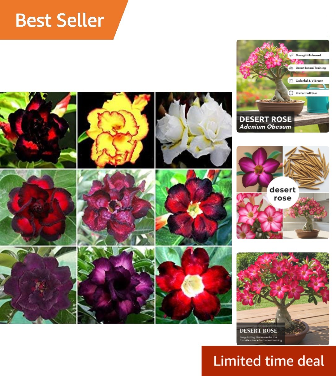 20 High-Quality Desert Rose Seeds for Vibrant Indoor or Outdoor Bonsai Growth